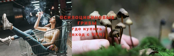 гашик Нефтекумск